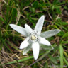 Leontipodium aplinum (Edelweiss) 1ltr pot