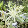 Leontipodium aplinum (Edelweiss) 1ltr pot