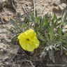 Oenothera macrocarpa (Evening Primrose) 1ltr