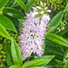 Veronicastrum virginicum  roseum 'Pink Glow'-1L