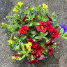 Calibrachoa trixi bells