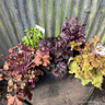 Heuchera 'Indian summer mix' p12