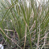 Carex 'Evergreen' 2L