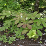 Rodgersia 'Braunlaub' 2L