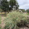 Miscanthus 'Little Zebra' (Grass) 2L