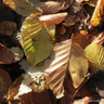 10 x Carpinus betulus (Hornbeam) 100-125cm bare root