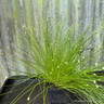 Scirpus cernuus 2 ltr OXY