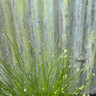 Scirpus cernuus 2 ltr OXY