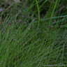 Eleocharis acicularis 1 ltr OXY