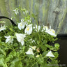 Mazus reptans alba 3 ltr