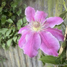 Clematis 'Dr. Ruppel' sq
