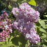 Syringa vulgaris 'Mme  Antoine Buchner' 36L