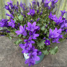 Campanula Ambella 'Intense Purple