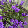 Campanula Ambella 'Intense Purple