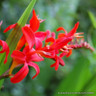 Crocosmia 'Lucifer'