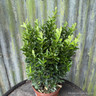 Euonymus jap. 'Green Spire' -  2L