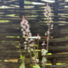 Tiarella 'Sugar & Spice' 3L