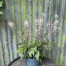 Tiarella 'Sugar & Spice' 3L