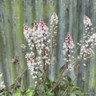 Tiarella 'Sugar & Spice' 3L