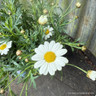 Argyranthemum frutescens white (10.5cm)