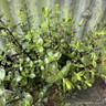 Hebe 'Garden Beauty Purple'