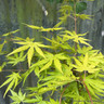 Acer palmatum 'Cascade Citrine' 3L