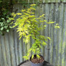 Acer palmatum 'Cascade Citrine' 3L