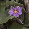 Aubergine 9cm