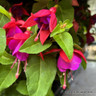 Hardy Fuchsia 1ltr