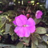 Impatiens - 6 Pack