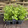 Lobelia - 10 Pack