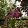 Nicotiana - 6 pack