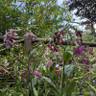 Nicotiana - 6 pack