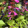 Salvia (Mixed varietes) 3ltr