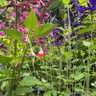 Salvia (Mixed varietes) 3ltr