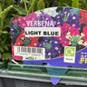 Verbena - Mixed 6 pack