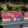 Verbena - Mixed 6 pack