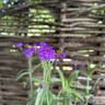 Verbena 3L