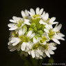 Alyssum - 10 pack