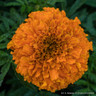 American Marigold - 6 Pack