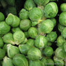 Brussel Sprouts - 6 Pack