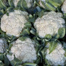 Cauliflower - 6 Pack