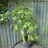 Acer palmatum 'Cascade Emerald' 3L