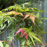Acer palmatum 'Cascade Ruby' 3L