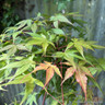 Acer palmatum 'Cascade Ruby' 3L