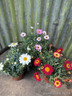 Argyranthemum frutescens mix