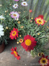 Argyranthemum frutescens mix