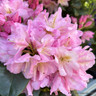 Rhododendron 'Scintilation'