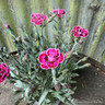 Dianthus 'Purple Wedding' (10.5cm)