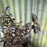 Physocarpus 'Panther'
